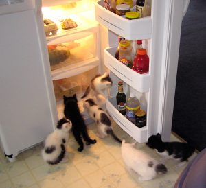 Anacortes-Animal-Relief-Fund-kittens-in-the-fridge