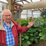 Jonkheer Greenhouses Ted-showing-hydrangeas