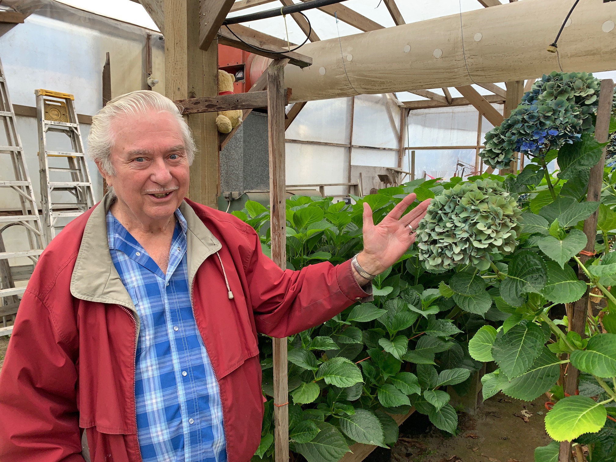 Jonkheer Greenhouses Ted-showing-hydrangeas