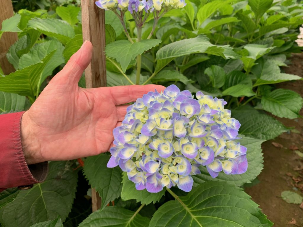 Jonkheer Greenhouses hydrangea