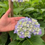Jonkheer Greenhouses hydrangea