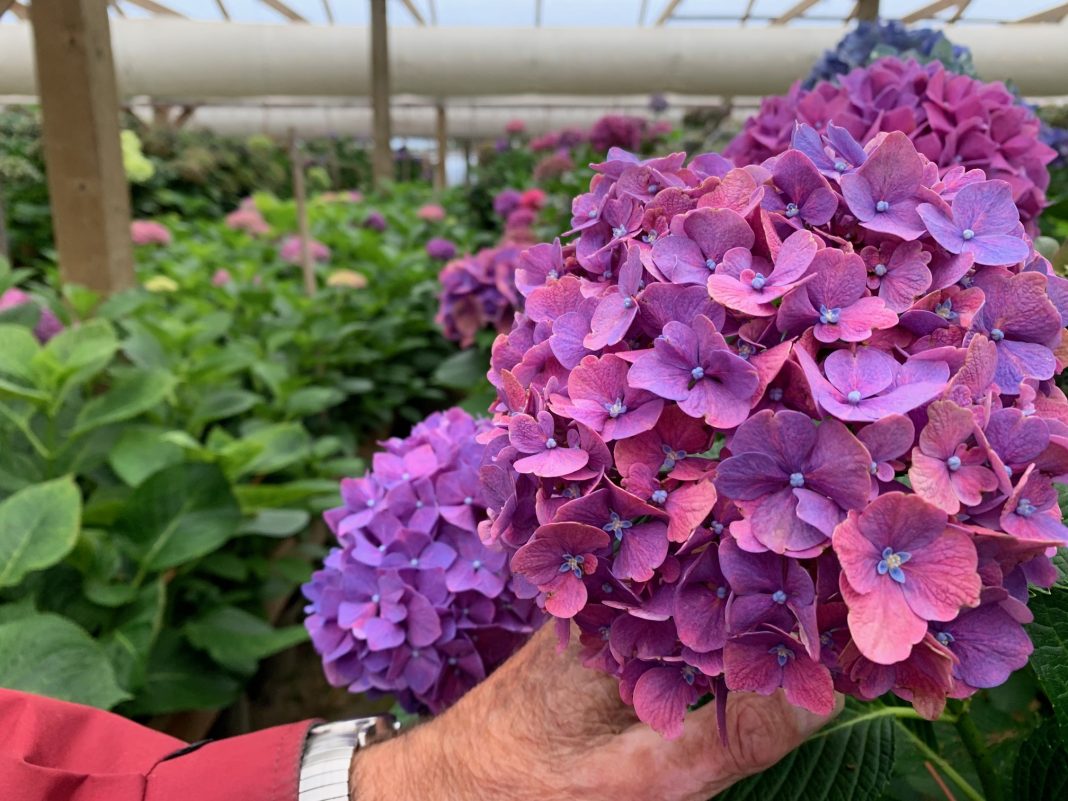 Jonkheer Greenhouses pink hydrangeas