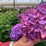 Jonkheer Greenhouses pink hydrangeas