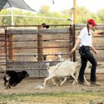 Skagit County 4h Anna Hansen herding