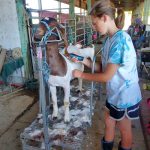 Skagit County Fair 4H Jaelynn VanValkenburg