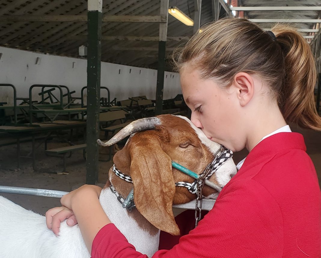 Skagit County Fair 4H Jaelynn VanValkenburg love