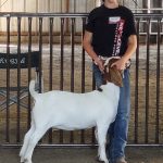 Skagit County Fair 4H Jaelynn VanValkenburg showing