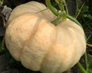 skagit pumpkin patch gordon farms