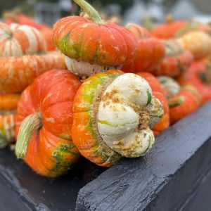 skagit pumpkin patch schuh farms