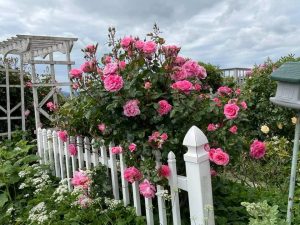 Airbnb Mount Vernon Victorian Nance Ruhlman garden