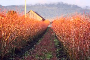 Bow-Hill-Blueberries-2021-Winter-Pruning-of-Berry-Bushes