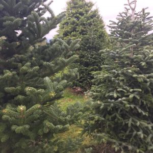 Skagit County Christmas Trees McLean Christmas tree farm