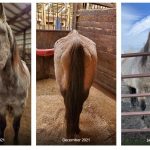 SAIN Skagit Animal Rescue Horse