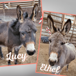 SAIN Skagit Animal Rescue lucy