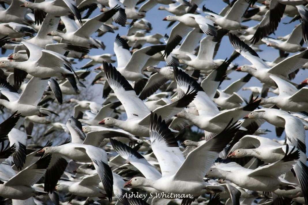 large flock of snow geese in flight