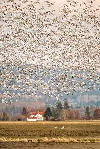 huge flock of snow geese flying above a farm
