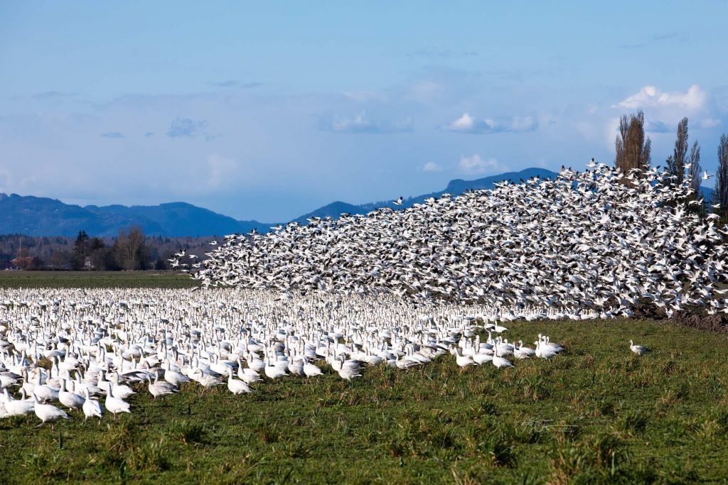 huge flock of snow geese in a feild