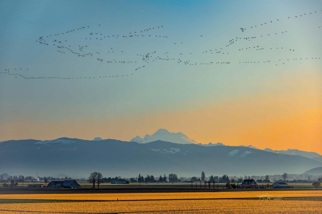 snow geese flying over farmland at sunset