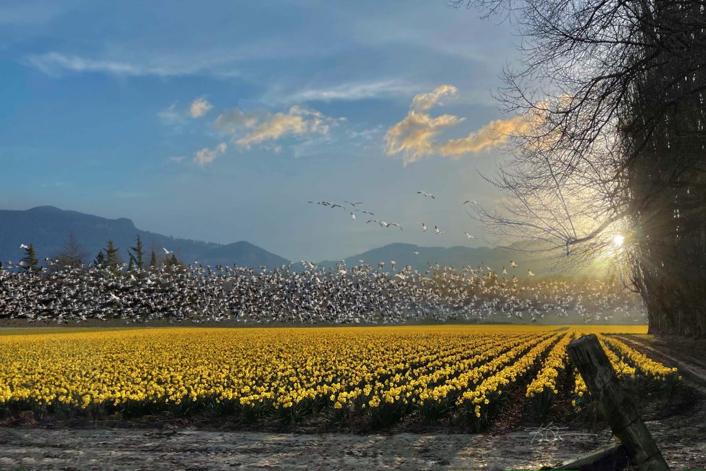 large flock of snow geese flying over daffodils