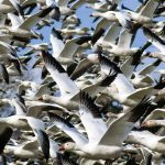Skagit County Snow Geese 2022 Ashley Whitman Photo 2