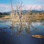 Skagit-Wildlife-walk Wiley-Slough