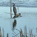 Skagit-Wildlife-walk Wiley-Slough heron birdwatching