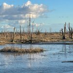 Skagit-Wildlife-walk Wiley-Slough marshland