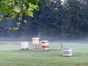 manmade bee hives on a lawn