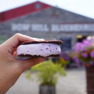 Bow Hill Blueberry Ice Cream Sandwich