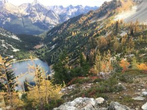 larch trees in fall at Heather-Maple Pass Loop