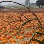 pumpkin patches skagit county schuh farms