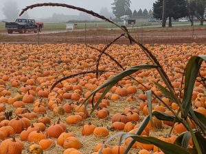 brown field full of orange pumpkins at Schuh Farms in Skagit Valley