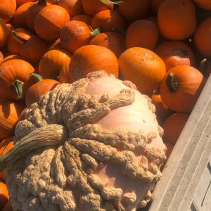 warty pumpkin in a wood crate with lots of mini pumpkins