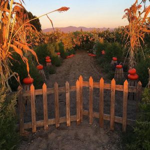 a wooden gate leading to a garden with topiaries and pumpkins