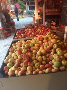 larges bins of red-yellow apples at Gordon Skagit Farms