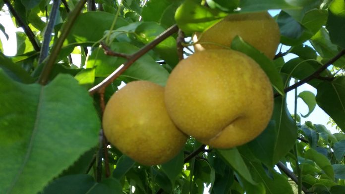 yellow apples in a tree at Jones Creek Farms
