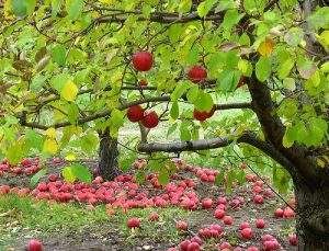 apple orchard with red apples on the ground and in the trees