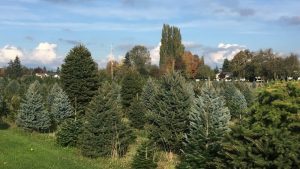 Firs growing at McLean Christmas Tree Farm