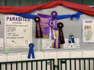 4-H blue ribbons on a tack board