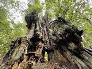 the Big Cedar Tree at Beach 4 near Ruby Beach Washington