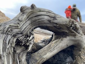 driftwood and people on a beach near Ruby Beach Washington