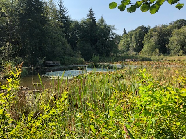 where-to-find-turtles-thurston-county-4