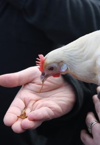 white chicken eating out of someone's hand with a black background