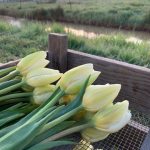 Skagit Tulip Town Festival Cream Tulip