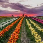 Skagit Tulip Town Festival Field_2