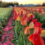 Skagit Tulip Town Festival Field_3