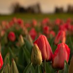 Skagit Tulip Town Festival Field_5