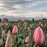 Skagit Tulip Town Festival Field_5