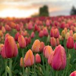 Skagit Tulip Town Festival Pink Tulips_3