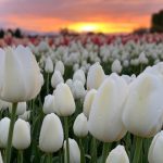 Skagit Tulip Town Festival White Tulips_2